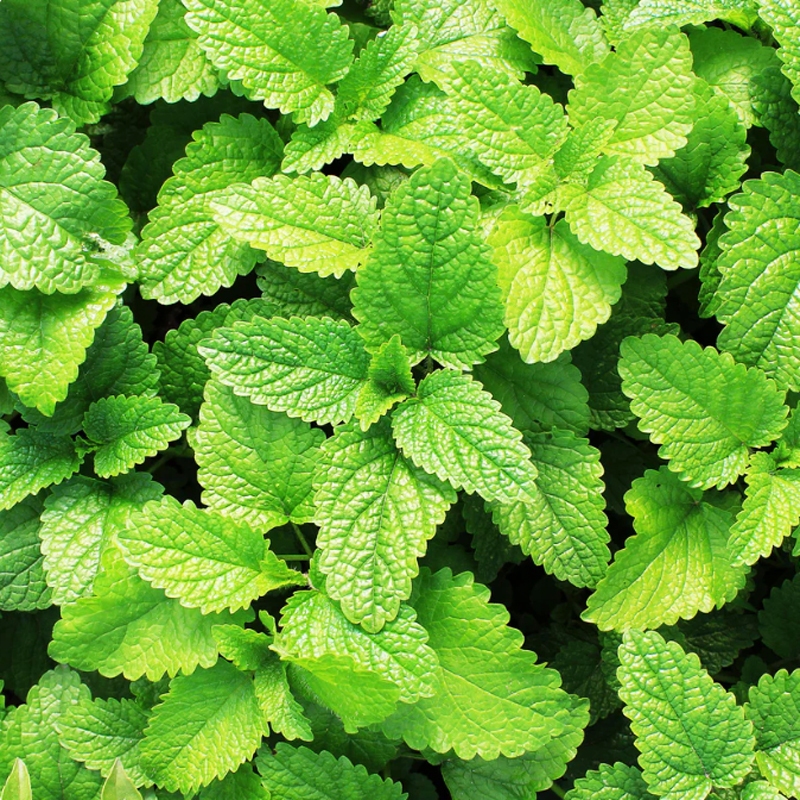 50 กรัม Spearmint ชาสเปียร์มิ้นต์แห้ง  ราคาขายส่ง บริสุทธิ์ 100% ออร์แกนิก ธรรมชาติ สด มีกลิ่นหอมและอร่อย ราคา ถูกที่สุด ดีลบีเคเค แกลเลอรีภาพที่ 2
