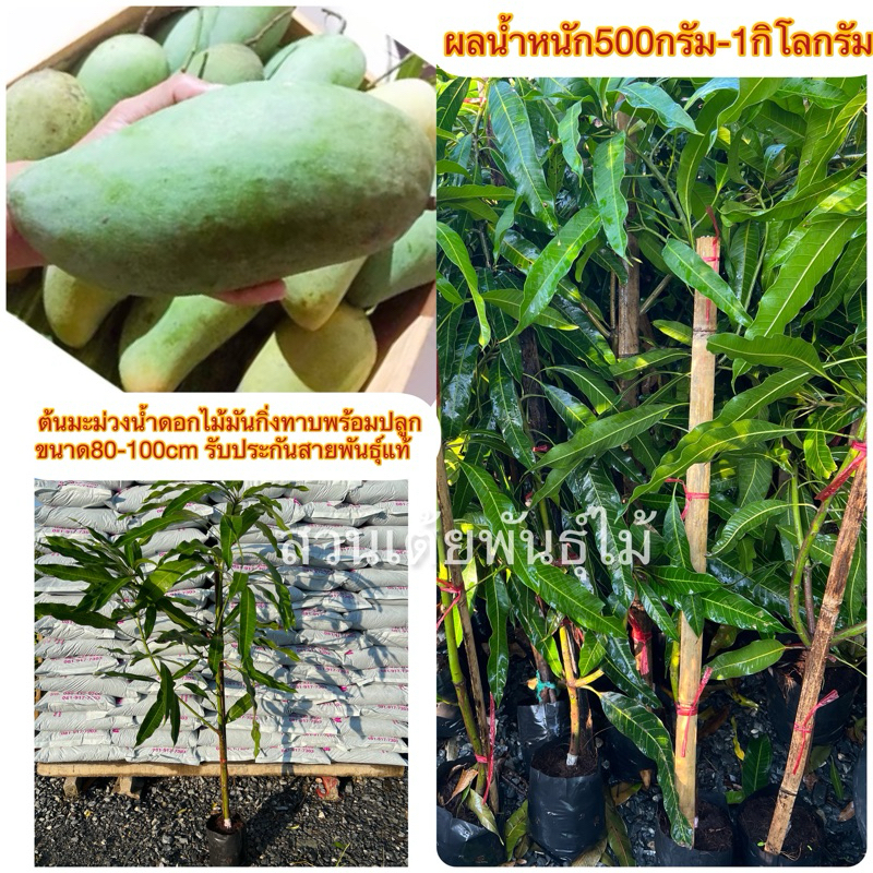 ต้นมะม่วงน้ำดอกไม้มันกิ่งทาบพร้อมปลูก❗️ มีให้เลือก2ขนาด❗️รับประกันสายพันธุ์แท้มีหน้าสวนรับรอง