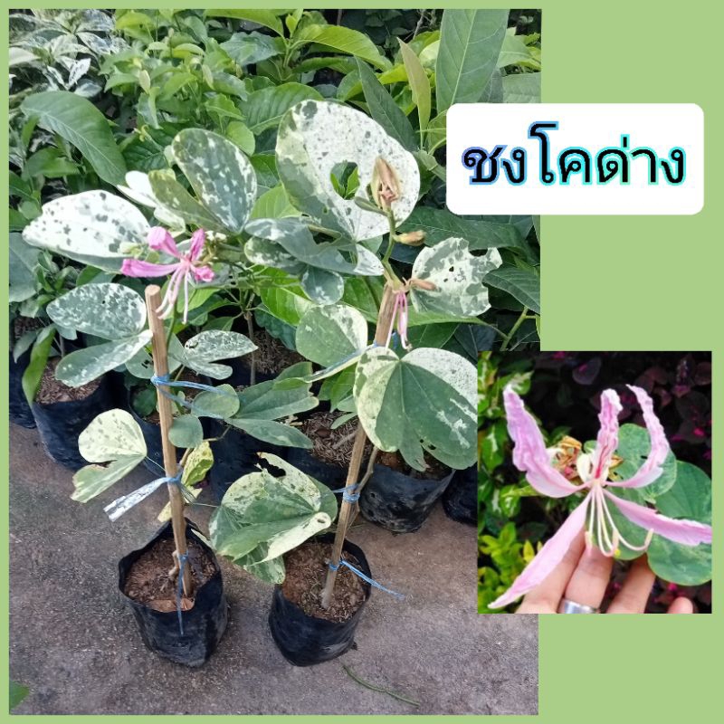 ต้นชงโคด่าง ดอกสีชมพูอ่อนไม้หายาก น่าสะสมแบบปักชำกิ่งถุง6นิ้วต้นสูง40-50ซม*ช่วงนี้ยังไม่มีดอกนะคะ