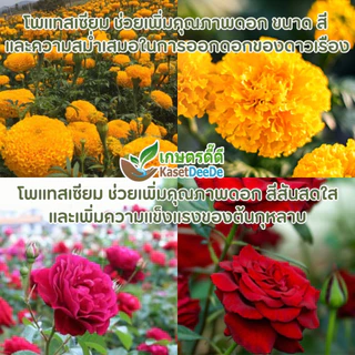 ปุ๋ย 0-0-60 300G/1KG โพแทสเซียมคลอไรด์ บำรุงผลผลิต เพิ่มแป้ง เพิ่มหวาน เพิ่มขนาด เพิ่มน้ำหนัก เม็ดสีแดงอิฐ