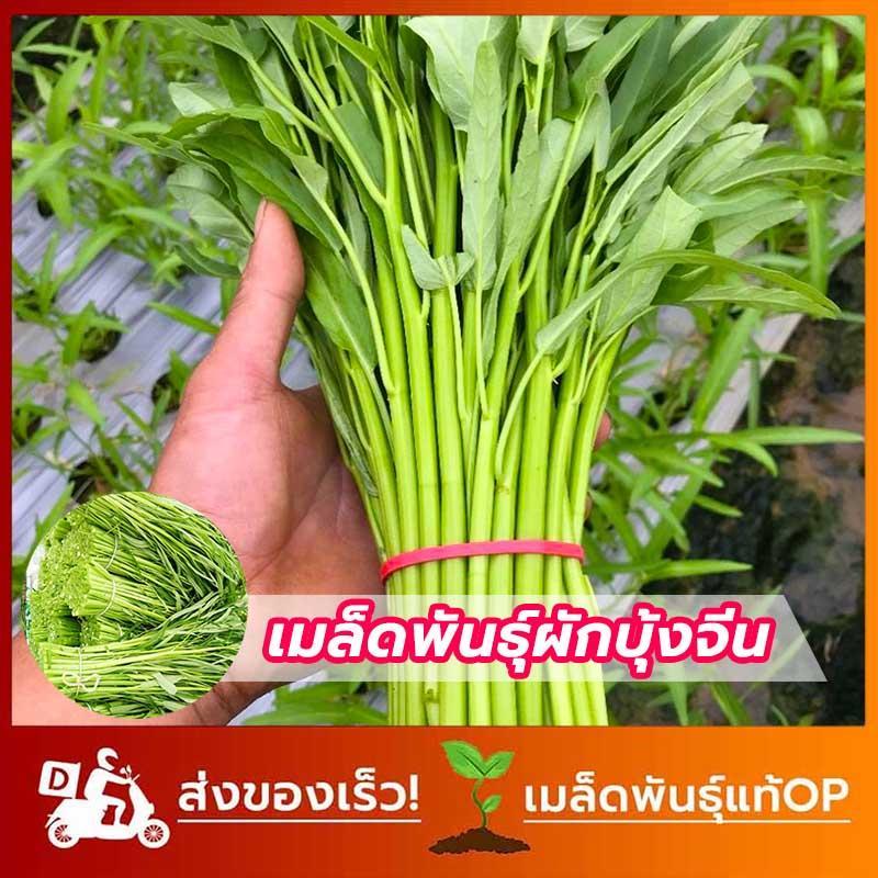 เมล็ดพันธ์ุผักบุ้งจีน ผักบุ้ง ผักสวนครัว 100 เมล็ด