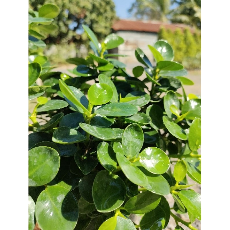 ต้นช้อนเงินช้อนทอง ตอใหญ่ทรงกำลังดี จัดส่งพร้อมกระถาง10นิ้วภาพถ่ายจากสินค้าจริง  ราคาถูกจากสวนจ้า - รูปที่ 7