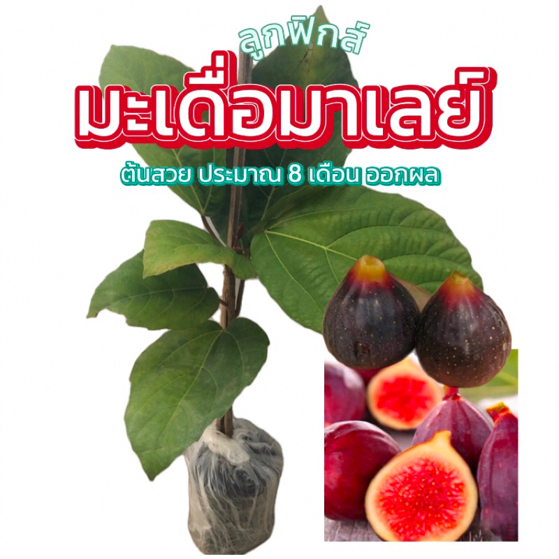 มะเดื่อยักษ์มาเลย์ 1 ต้น ติดง่าย ลูกดก