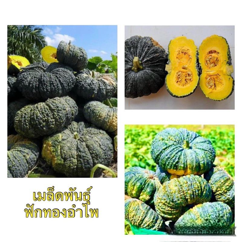 เมล็ดฟักทองทองอำไพ(พร้อมวิธีปลูก)