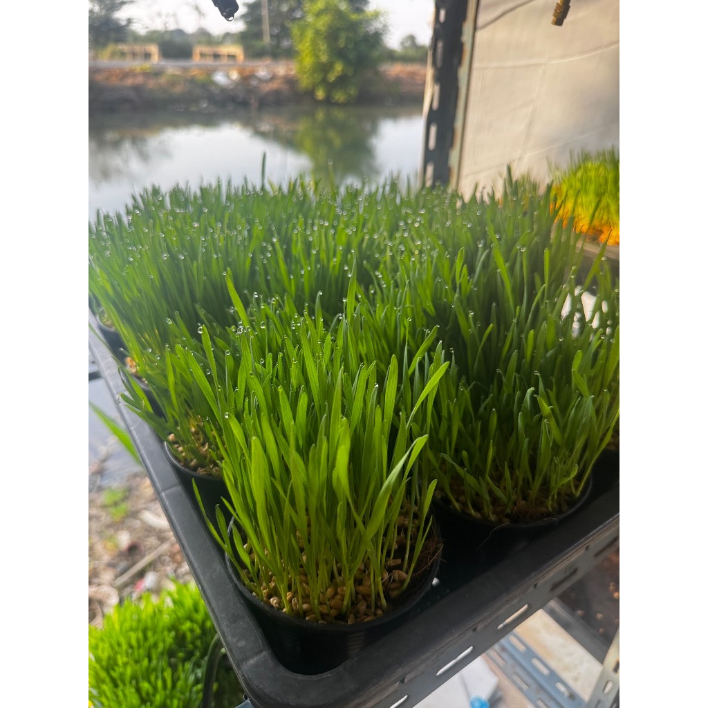 มุมมอง 3