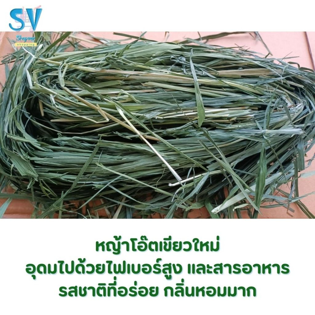 Golden oat hay หญ้าโอ๊ตอบลมร้อน สำหรับสัตว์ฟันแทะ กระต่าย แกสบี้ ชินชิลล่า แพรี่ด็อก - รูปที่ 3