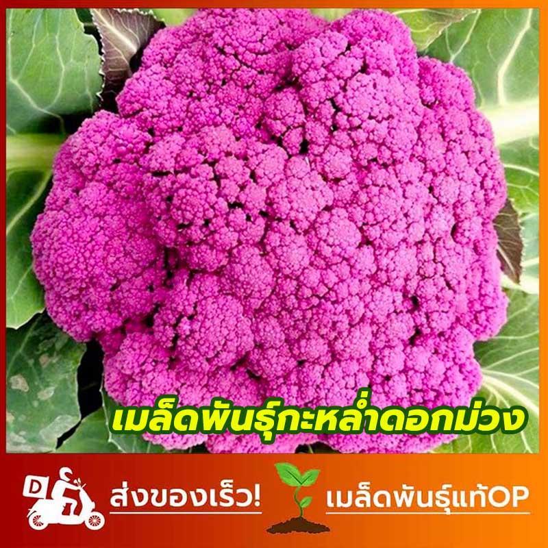 เมล็ดพันธ์ุ กะหล่ำดอกสีม่วง