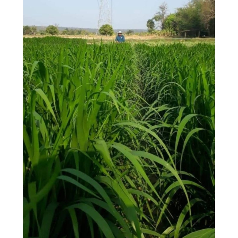 #เมล็ดหญ้าอิตาเลี่ยน ปี68 #เมล็ดพันธุ์หญ้าอิตาเลี่ยน #เกรียงศักดิ์พันธุ์หญ้าสกลนคร #หญ้าเลี้ยงวัว - รูปที่ 3