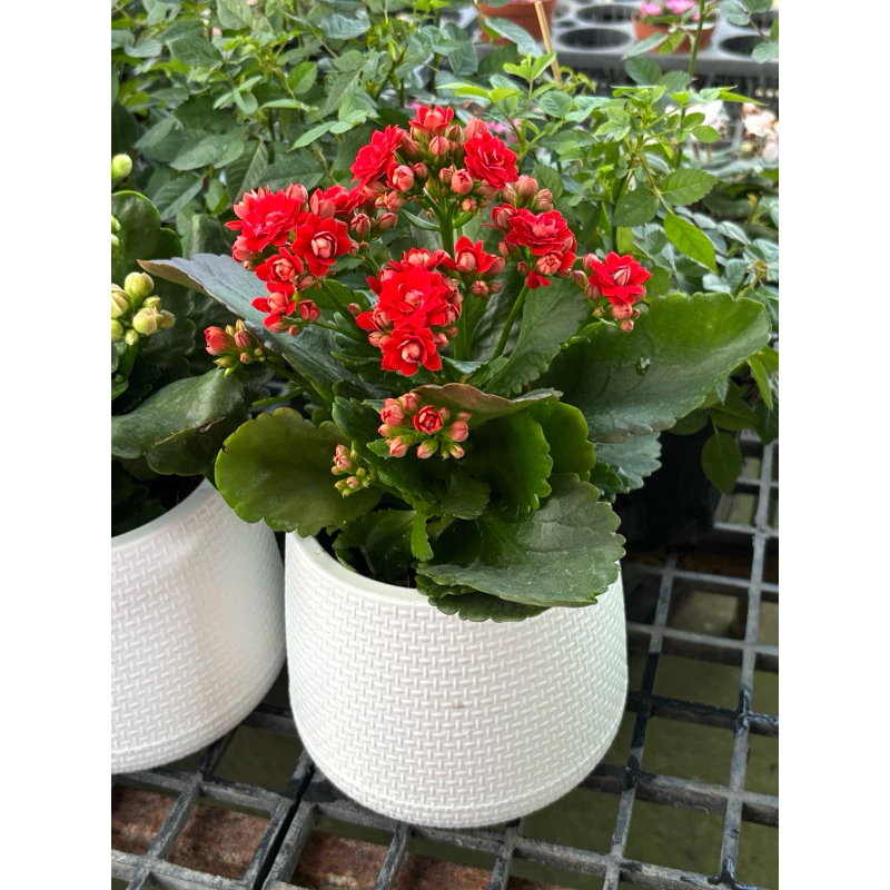1/8/26พร้อมส่ง กุหลาบหินดอกซ้อน Kalanchoe blossfeldiana กระถาง4นิ้ว ดอกสวย