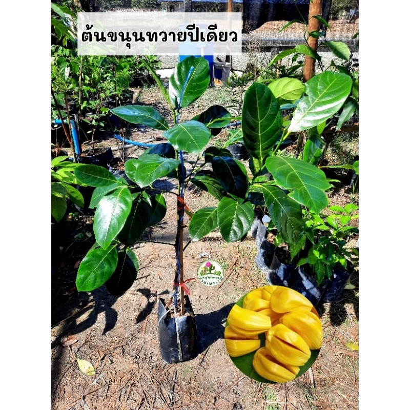ต้นขนุนทวายปีเดียว ขนุนทวายปีเดียว