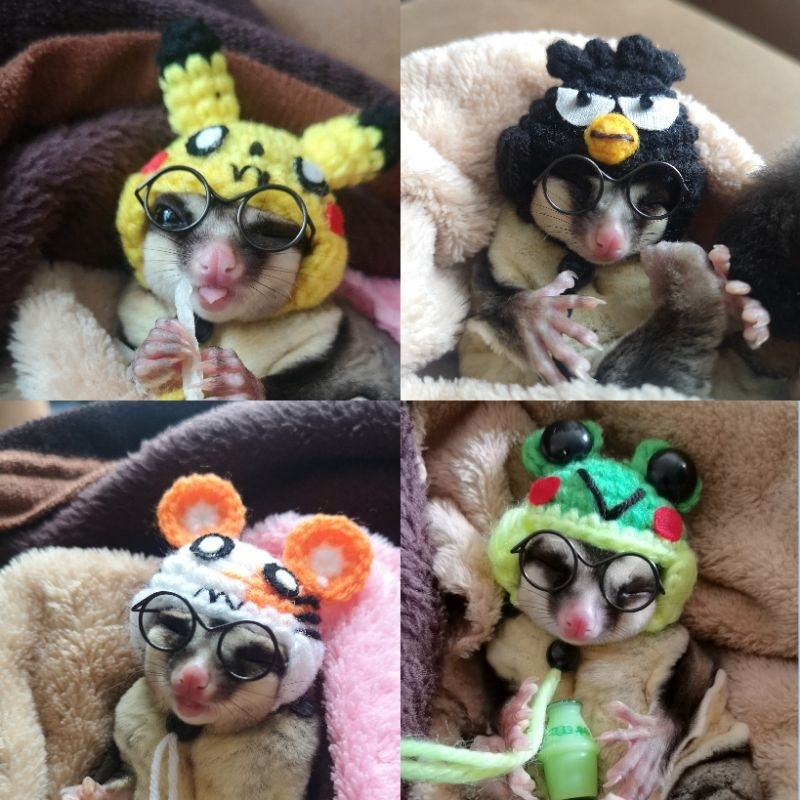 [[[ Pepzi&Family ]]] หมวกชูก้า​ กระรอก​ แฮมเตอร์​ เม่นเเคระ​ นก​จ​99