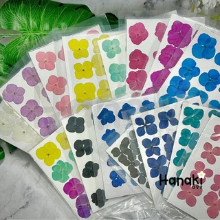 【พร้อมส่ง】ดอกไฮเดรนเยียสีพาสเทลทับแห้ง ดอกไม้จริงทับแห้ง ดอกไม้ทับแห้ง Pressed Flowers💐