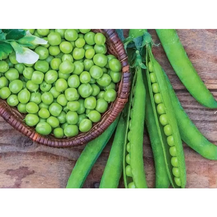 ลันเตาหวาน(ญี่ปุ่น) - เมล็ดโต-หวานกรอบ  50-60 เมล็ด/ซอง /// PPshop - รูปที่ 3