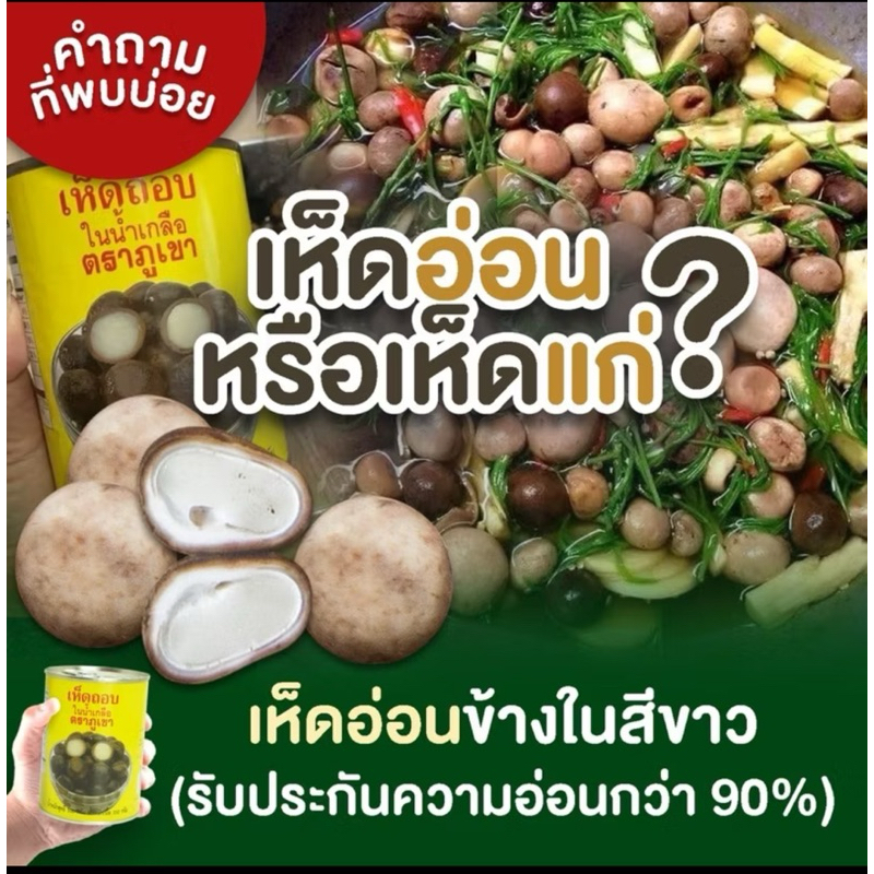 🍄เห็ดถอบเห็ดเผาะกระป๋องในน้ำเกลือ ‘🍄พร้อมส่ง  เหมือนธรรมชาติ ไม่ต้องรอถึงฤดูกาล มีให้ทานตลอดปี น้ำหนักเนื้อ 250 กรัม