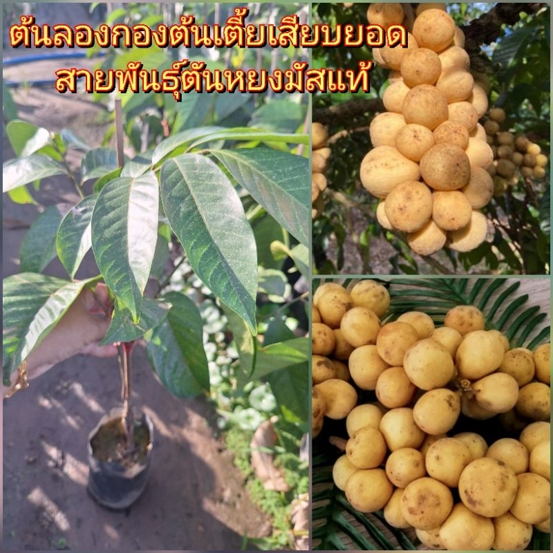 ต้นลองกอง ต้นเตี้ยเสียบยอด สายพันธุ์ตันหยงมัสแท้