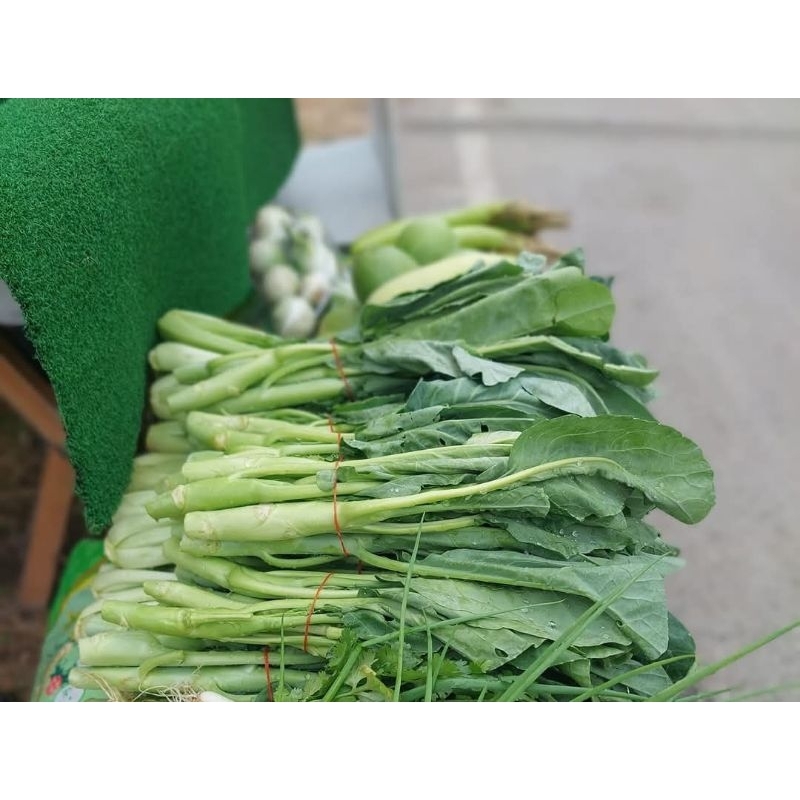 #พร้อมส่ง#คะน้าหวานสด จากไร่ ตัดสด ใหม่ ทุกวัน ปลอดสาร ออแกรนิค น้ำหนัก 1 กก.#คะน้าออแกรนิค#คะน้าสดจากไร่#คะน้าหวาน