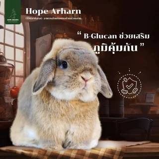 MAYL Hope Arharn อาหารกระต่ายเกรดพรีเมี่ยมจากมายล 👉กดติดตามรับโค้ดลด👈