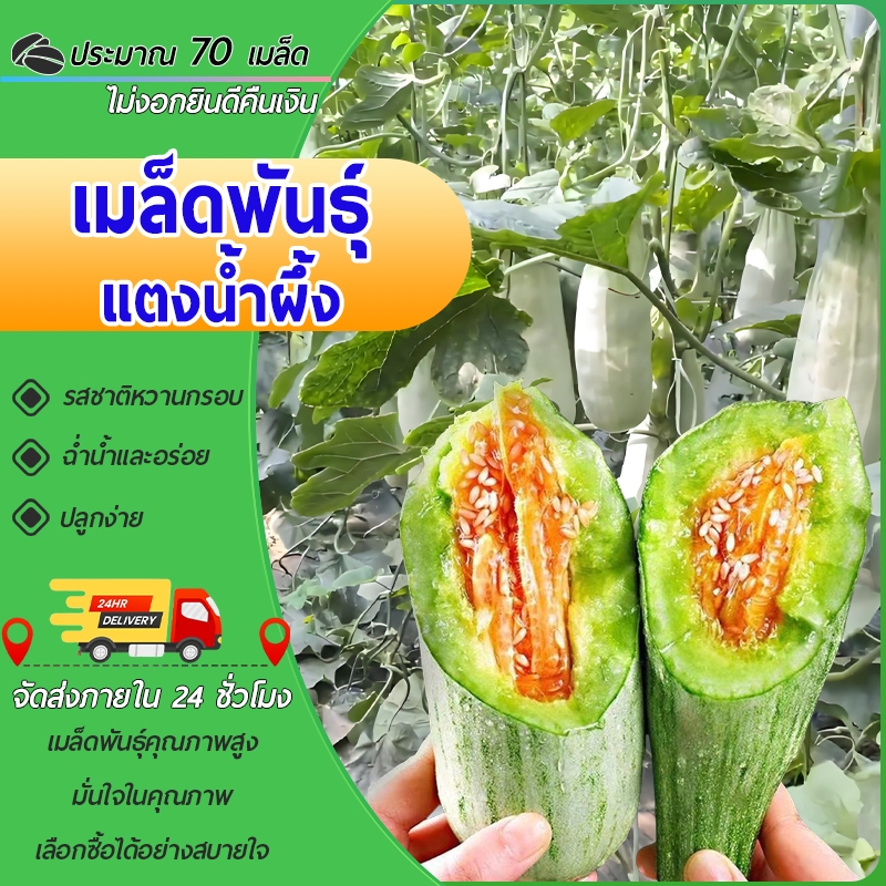 70 เมล็ด แตงน้ำผึ้ง เมล็ดแตงน้ำผึ้ง แตงไทย เมล็ดแตงน้ำผึ้ง เมล็ดแตงไทยน้ำผึ้ง โตไว ลูกดก