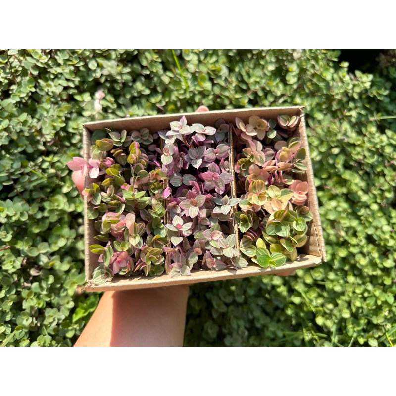 ต้นริบบิ้นชาลี กิ่งชำตัดสด หนึ่งกล่องสามสี กล่องเบอร์ 00 - รูปที่ 6