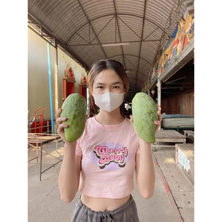 #ต้นมะม่วงน้ำดอกไม้มัน หรือขาวนิยม พันธุ์ทวาย ((เสียบยอด))สูง50-60เซน 1 ปีติดผล