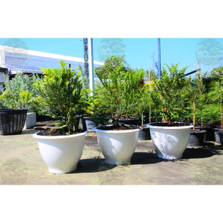 [พร้อมส่ง] ต้นล่ำซำ (Ficus microcarpa) สูง 60-70 cm ฟอร์มสวย *ราคาไม่รวมกระถาง*