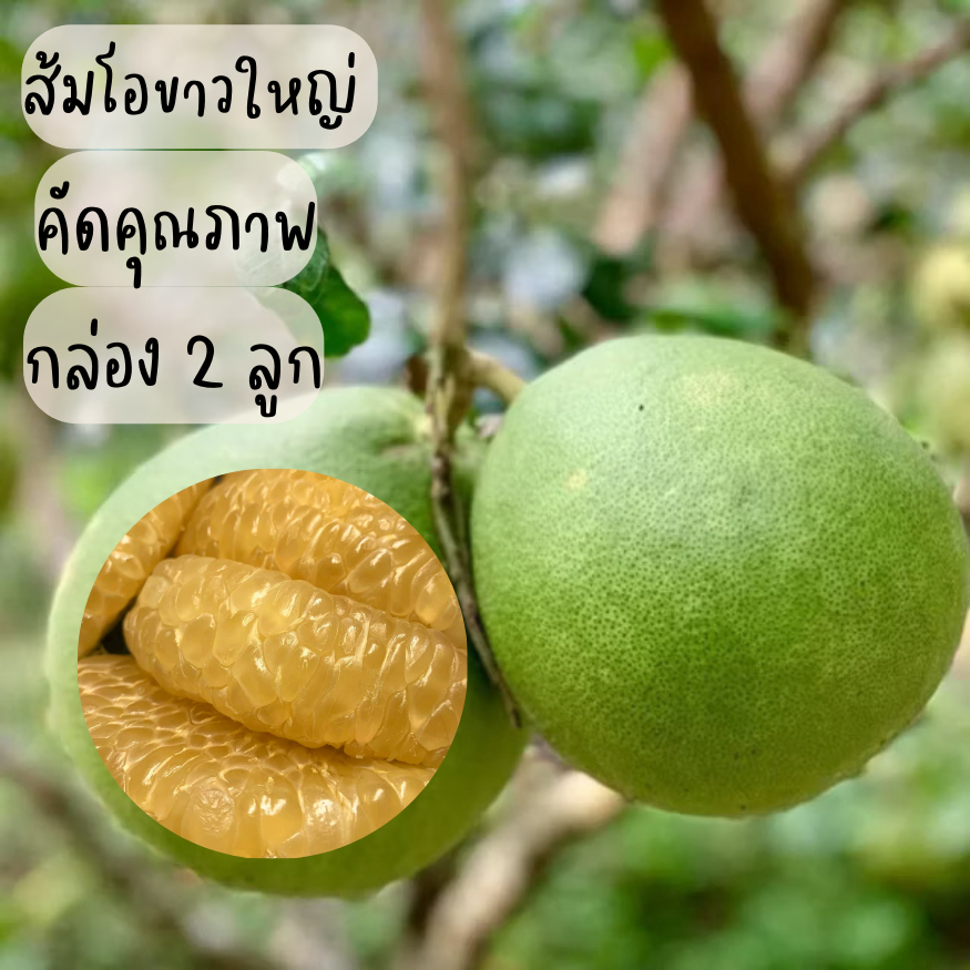 [กล่อง2 ลูก] ส้มโอขาวใหญ่อัมพวา ส่งตรงจากสวน เนื้อฉ่ำ