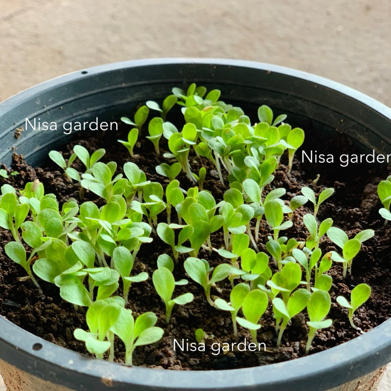 เมล็ดผักสลัด​ บัตเตอร์​เฮด เขียว กรอบ 100-200 เมล็ด 🔥(ซื้อ 5 ฟรี 1 )🔥 - รูปที่ 3