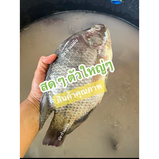 ปลาร้าปลานิล ปลาข้าวคั่ว สูตรไม่เค็มมาก ปลาร้าทอด สูตรโบราณ ปลาร้าแม่ผันประจันตคาม