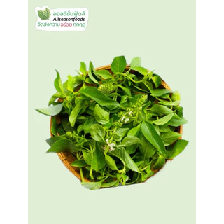 ใบแมงลักอบแห้ง - ออลซีซั่นฟู้ดส์ Allseasonfoods