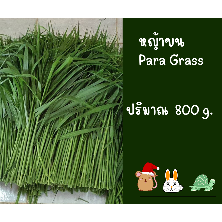 หญ้าขนสด800กรัม สำหรับกระต่าย หนูแกสบี้ ออแกร์นิค🥬