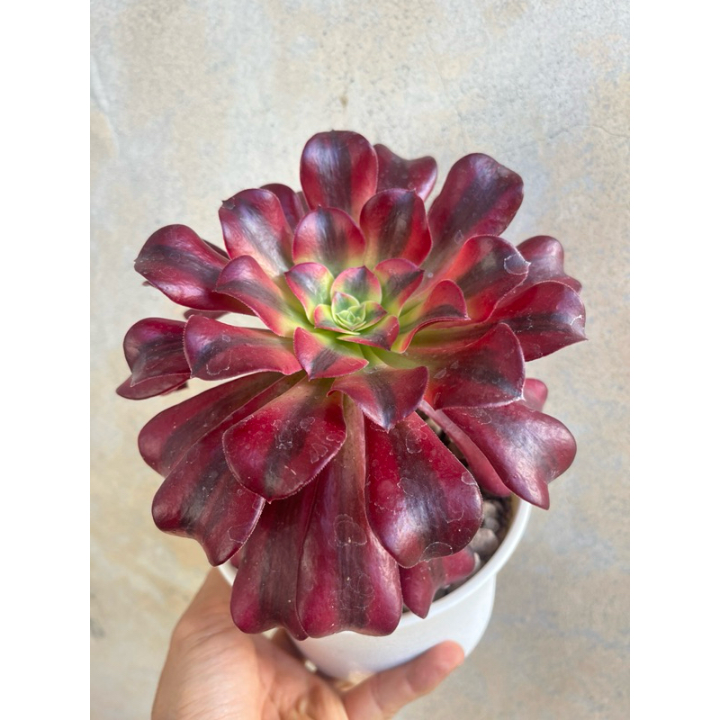 Aeonium medusa กุหลาบหินไม้อวบน้ำขนาดหน้าดอก 7-8 นิ้ว ส่งแบบถอดกระถาง