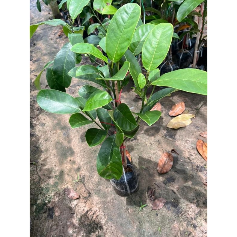 ต้นจำปาดะสายน้ำผึ้งทาบกิ่ง สูง70-90Cm . รับประกัน สินค้าทุกกรณี