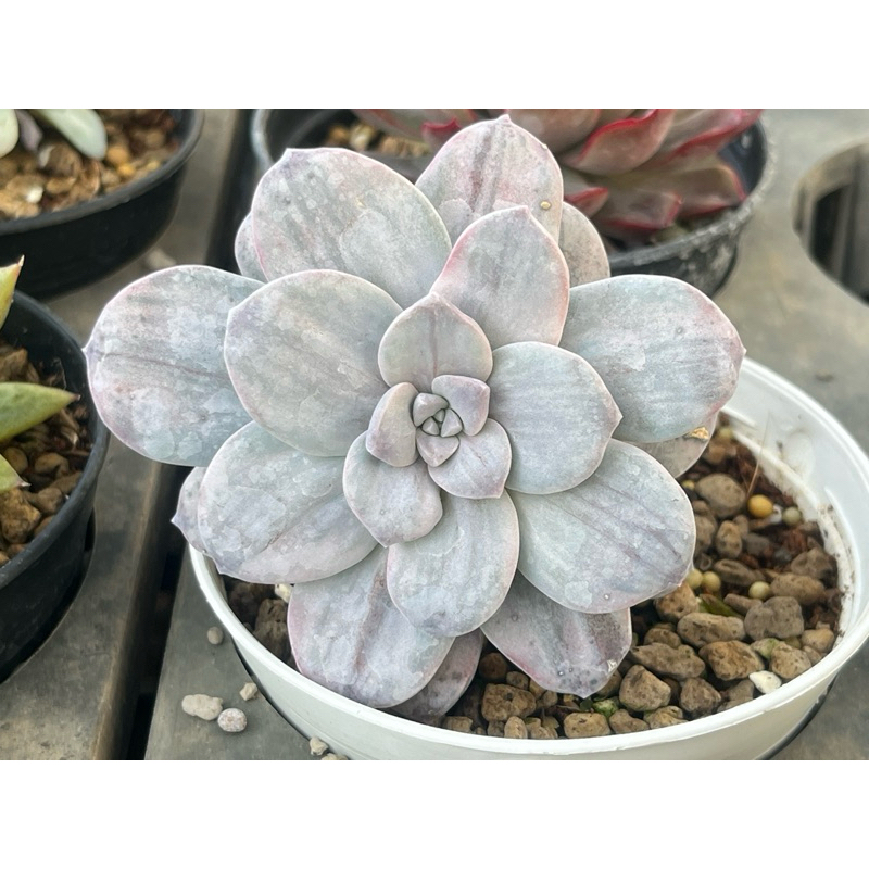 Graptopetalum Silverbum กุหลาบหินไม้อวบน้ำขนาดกระถาง 4 นิ้ว