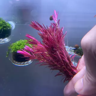 Rotala Rotundifolia sp. Blood Red ada โรทาล่าบลัดเรด เลือดนกเข้มๆ