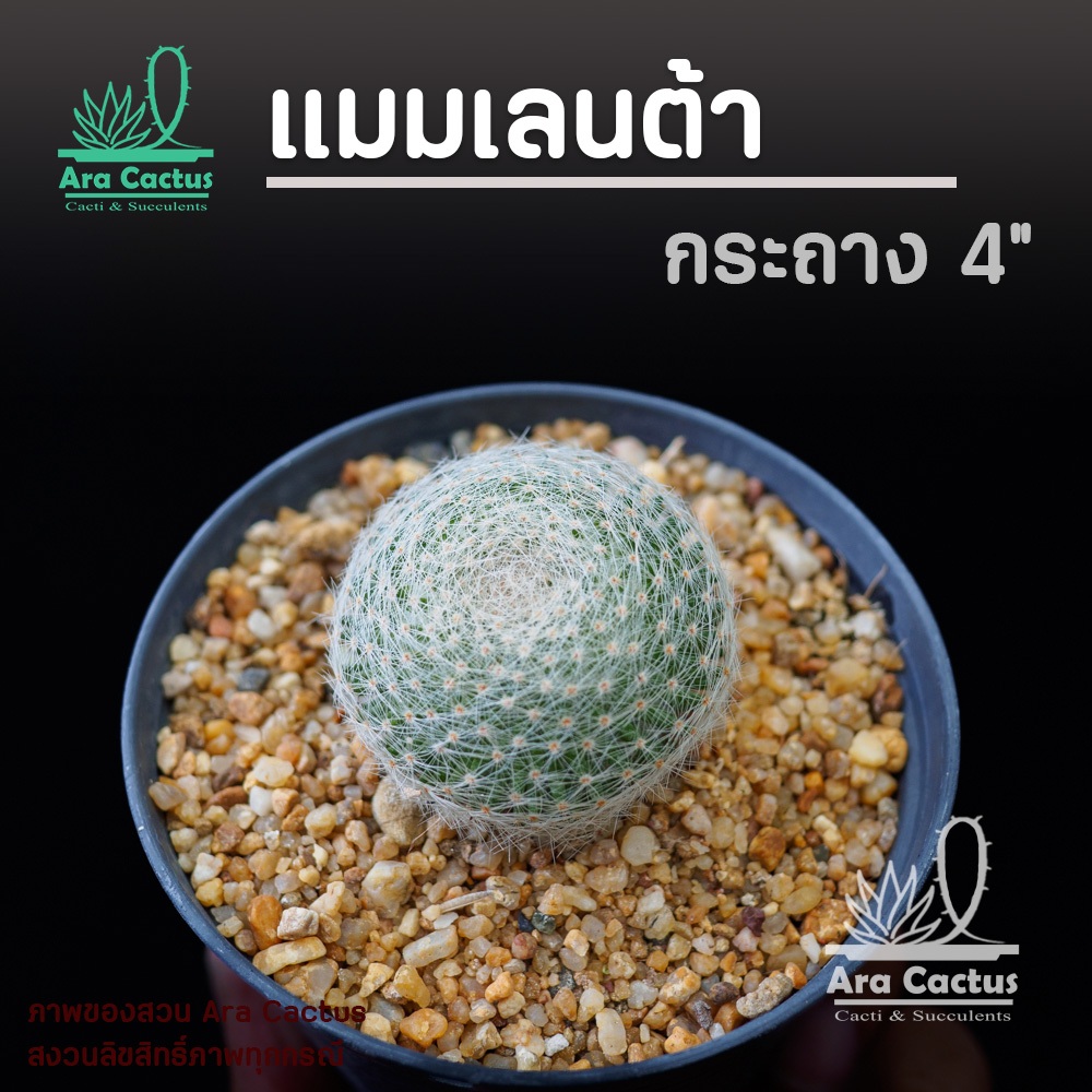 สวนขายเอง! แมมเลนต้า แลนต้า ไซส์ใหญ่ Mammillaria lenta กระถาง 4 นิ้ว แคคตัส กระบองเพชร ต้นไม้ประดับ อวบน้ำ แคนตัส