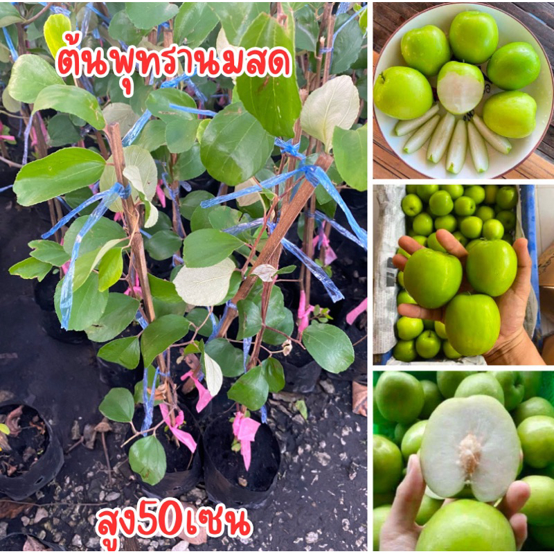 ต้นพุทรานมสด ต้นสูง50เซน ลูกใหญ่อร่อยกรอบมาก ต้นเสียบยอด