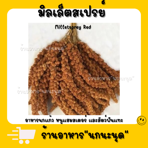 อาหารนกแก้ว มิลเล็ตสเปรย์ (แบ่งขาย 200-500G.)  หนูแฮมสเตอร์ และสัตว์ฟันแทะ