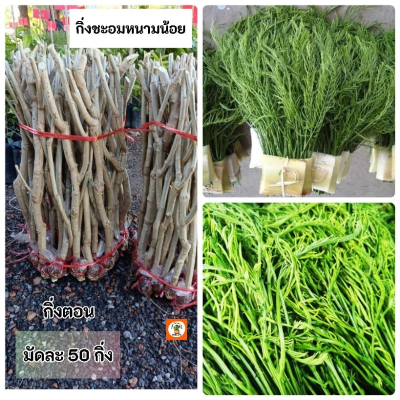 กิ่งตอนชะอมหนามน้อย ชะอม มัดละ50 กิ่ง