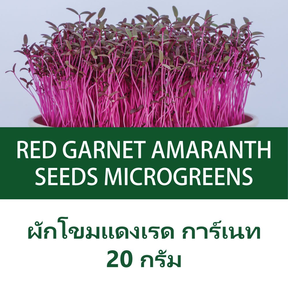 เมล็ดไมโครกรีนผักโขมสีแดงเรดการ์เนท 20 กรัม Amaranth Red Garnet Microgreens seeds 20 g.