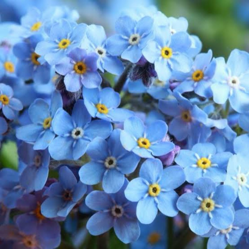 เมล็ดพันธุ์ฟอเก็ตมีนอท 30 เมล็ด