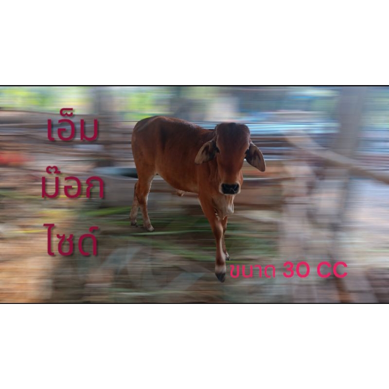 เอ็มม๊อคไซด์สำหรับวัวควาย