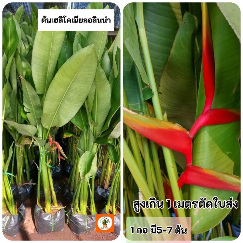 ต้นเฮลิโคเนียลอลินน่า ลอลิน่า เฮลิโคเนีย (ตัดใบส่ง 1 เมตร)