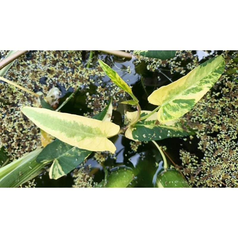 ผักบุ้งนาด่าง(morning glory Variegated)