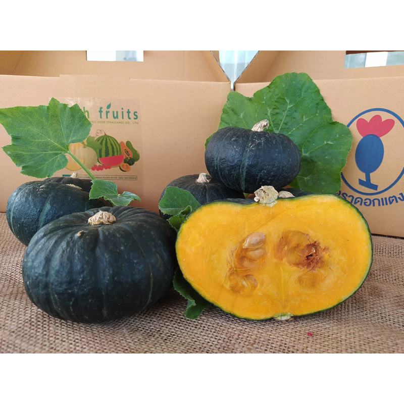 ฟักทอง ฟักทองญี่ปุ่น เฟิร์ส 4 เมล็ด,ลิตเติล 5 เมล็ด - รูปที่ 4