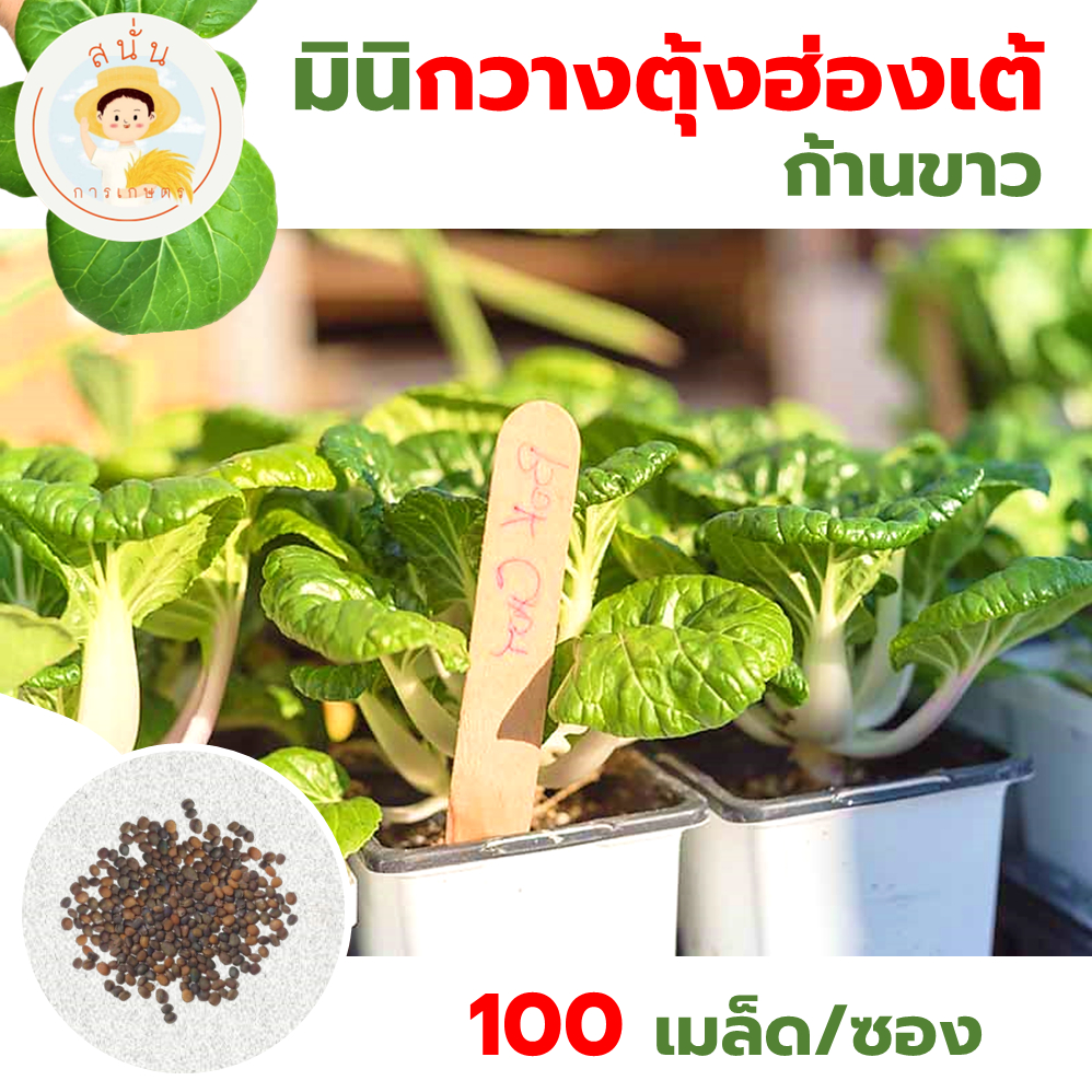 เมล็ดพันธุ์ผัก มินิ กวางตุ้งฮ่องเต้ ก้านขาว (Mini Bok Choy) ลำต้นเตี้ย ก้านใบสีขาว (1 ซอง 100 เมล็ด)