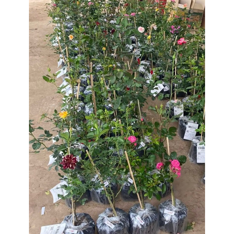 ต้นกุหลาบ ชุดสุ่มสี 4 ต้น 250 บาท ขนาดถุง 6 นิ้ว (ดอกใหญ่) มีกลิ่มหอม เป็นกิ่งติดตา สายพันธุ์ต่างประเทศ (ขายแบบสุ่มสี)