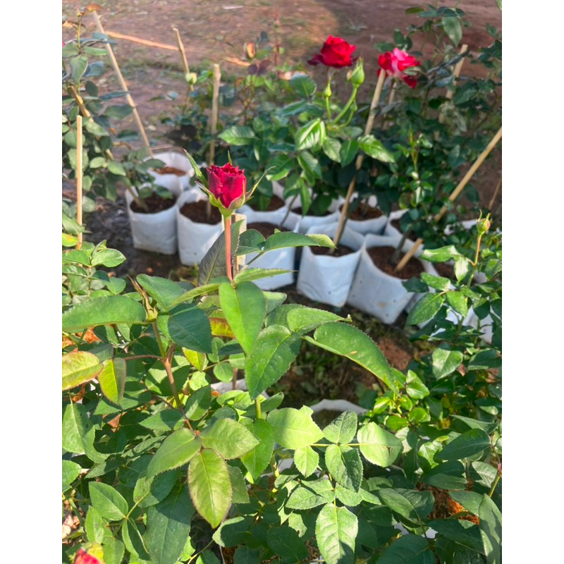 ต้นกุหลาบ ชุดสุ่มสี 4 ต้น 250 บาท ขนาดถุง 6 นิ้ว (ดอกใหญ่) มีกลิ่มหอม เป็นกิ่งติดตา สายพันธุ์ต่างประเทศ (ขายแบบสุ่มสี) - รูปที่ 6