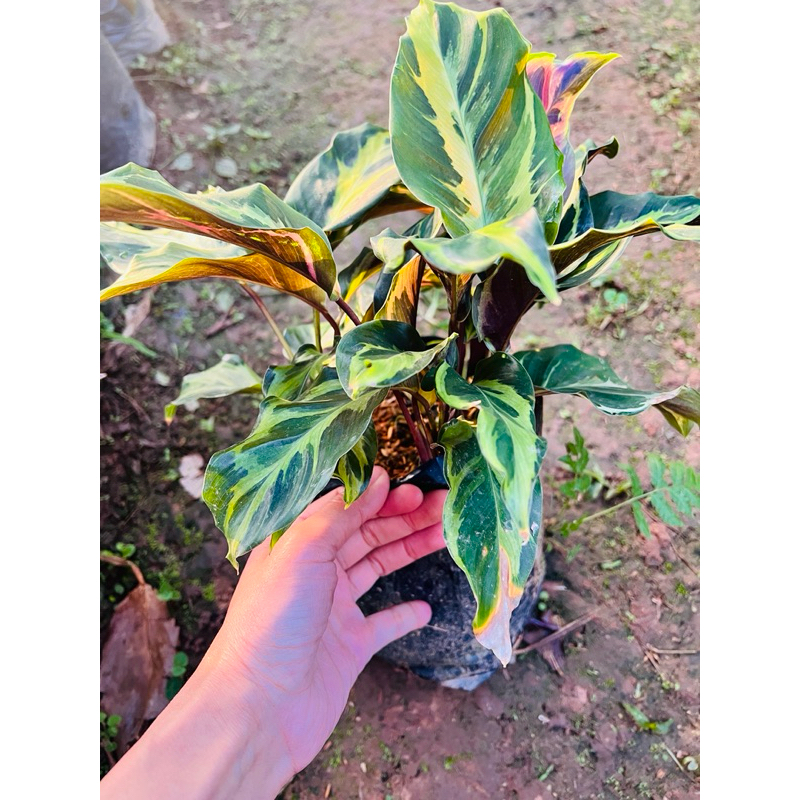 🪴คล้าพลอยไพลิน Calathea louisae ส่งแบบถุง🪴