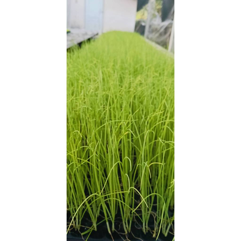 ต้นพันธุ์ ต้นหอม หอมแบ่ง หอมบั่ว พร้อมปลูก  ถุงดำ 29 บาท สำหรับปลูกไว้ตัดทานที่บ้านสดอร่อย