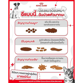 [1โหล] ROYAL CANIN อาหารเปียก เพาซ์ สำหรับแมว [1โหล]